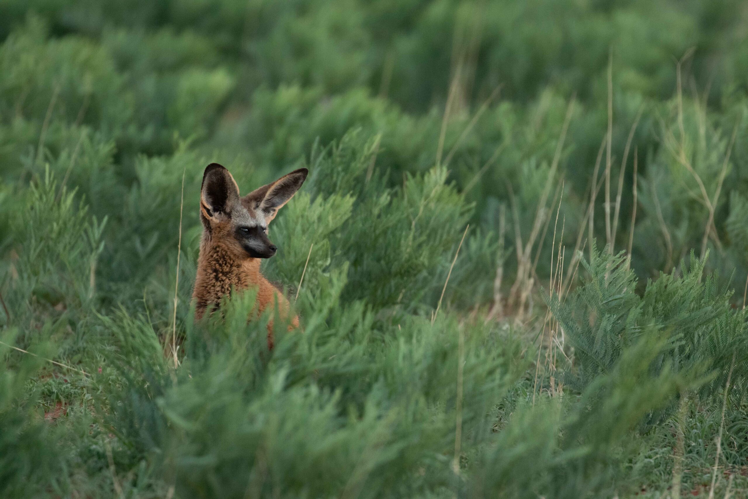 Bat-eared fox at the Tswalu Kalahari Reserve — wildlife rewilding linked to carbon credit finance