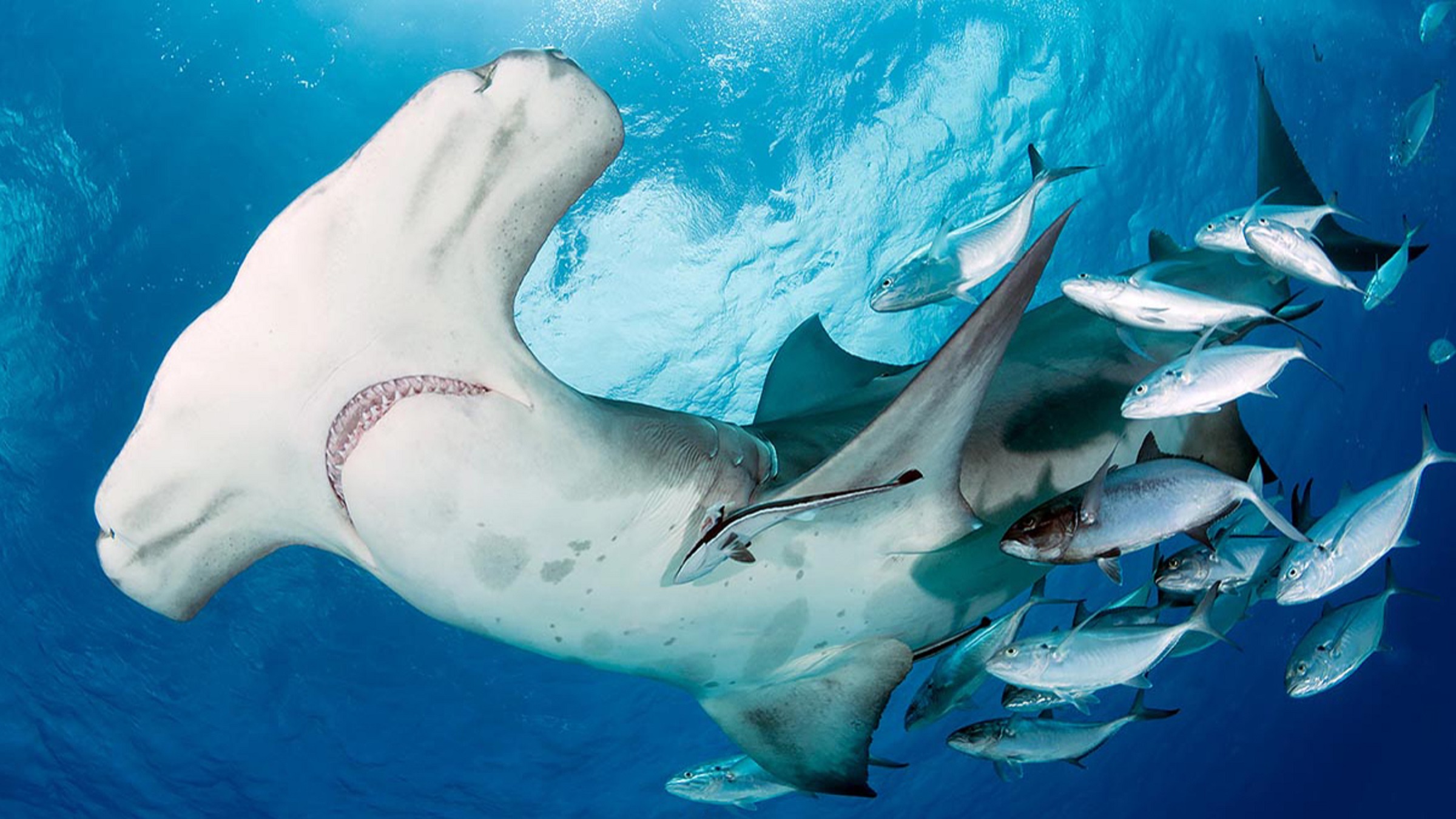 Great hammerhead shark among 33 marine species gaining new international protections