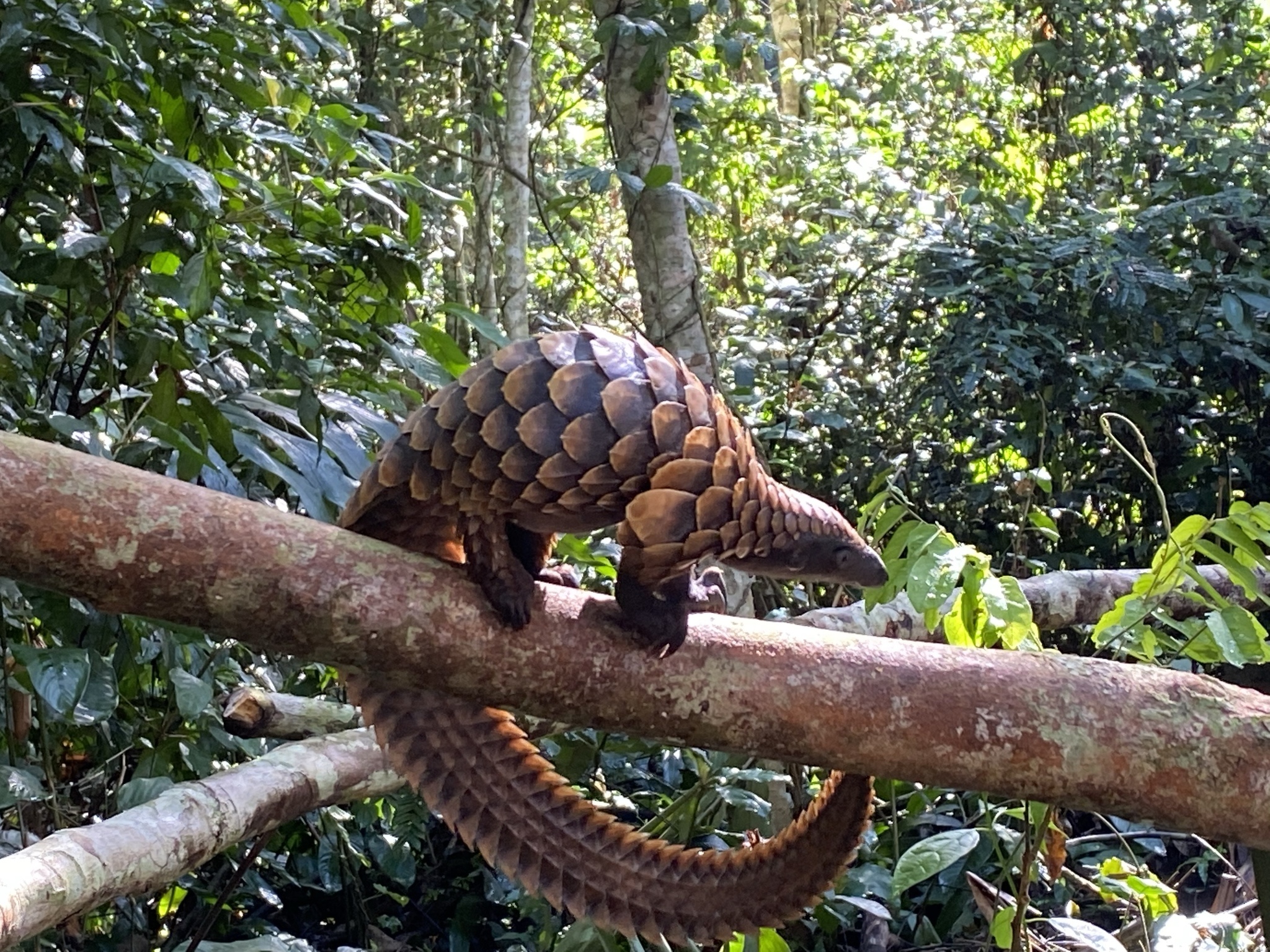 Commentary argues criminal networks must be dismantled to secure protected areas from wildlife trafficking