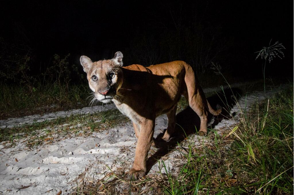 Florida panther in natural habitat, illustrating how climate shifts affect wildlife survival strategies