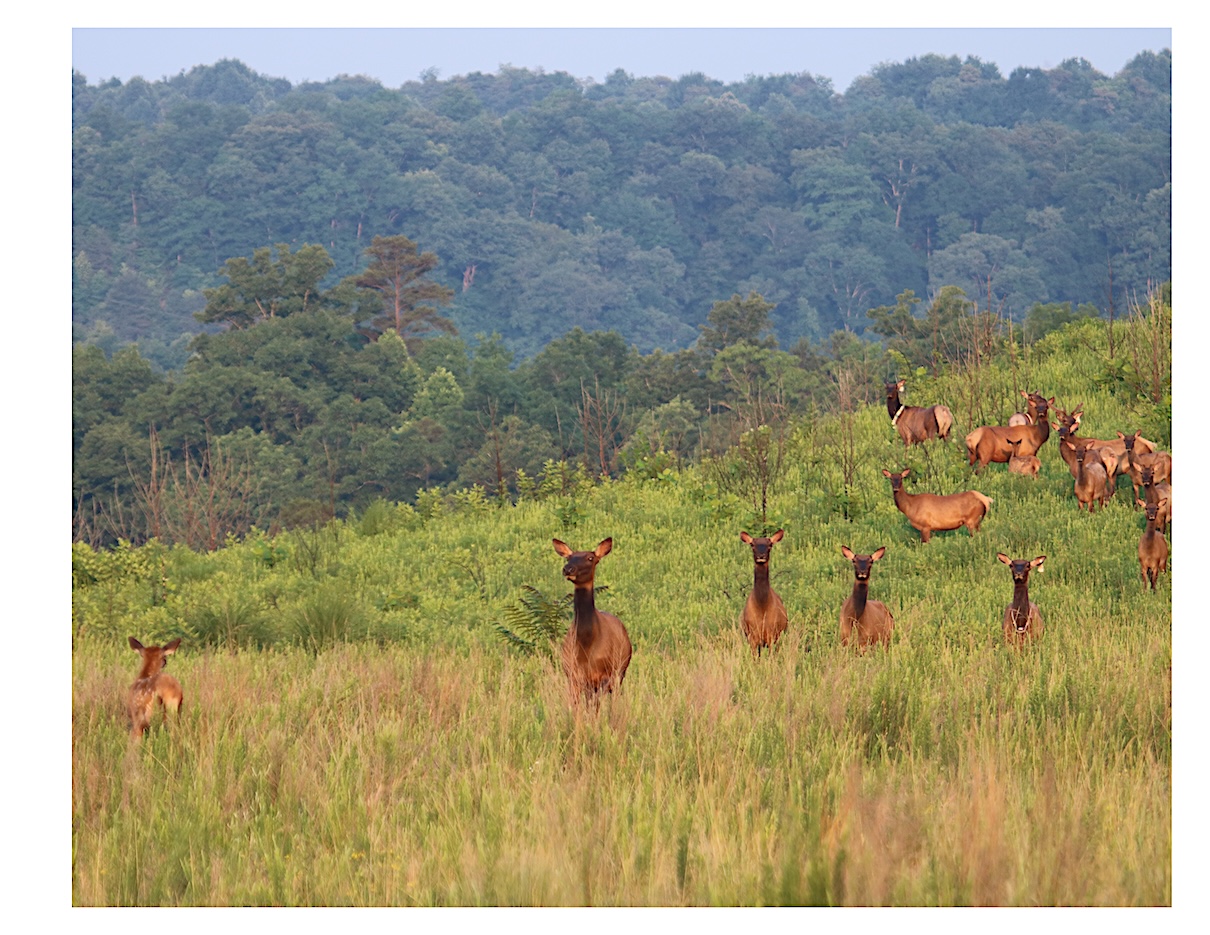 Elk standing in a green landscape in the eastern United States