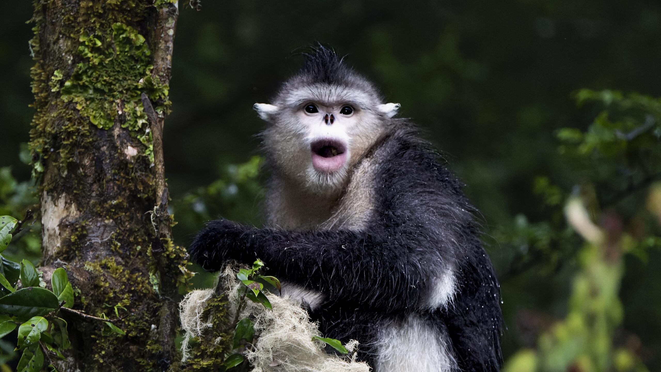 Study finds protecting primate habitats can safeguard thousands of other species