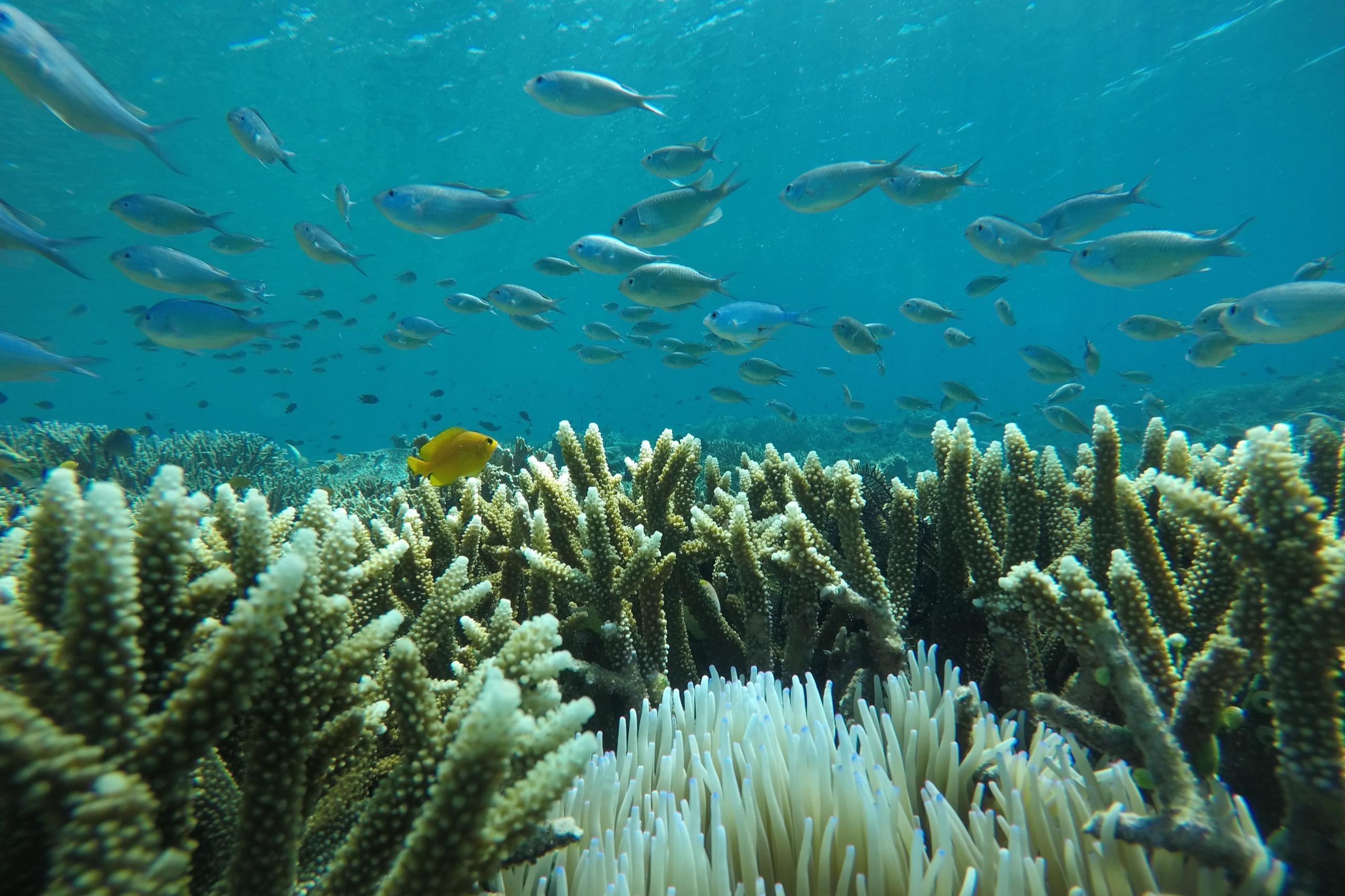 Underwater view of coral reefs in Komodo, Indonesia, illustrating the need for conservation