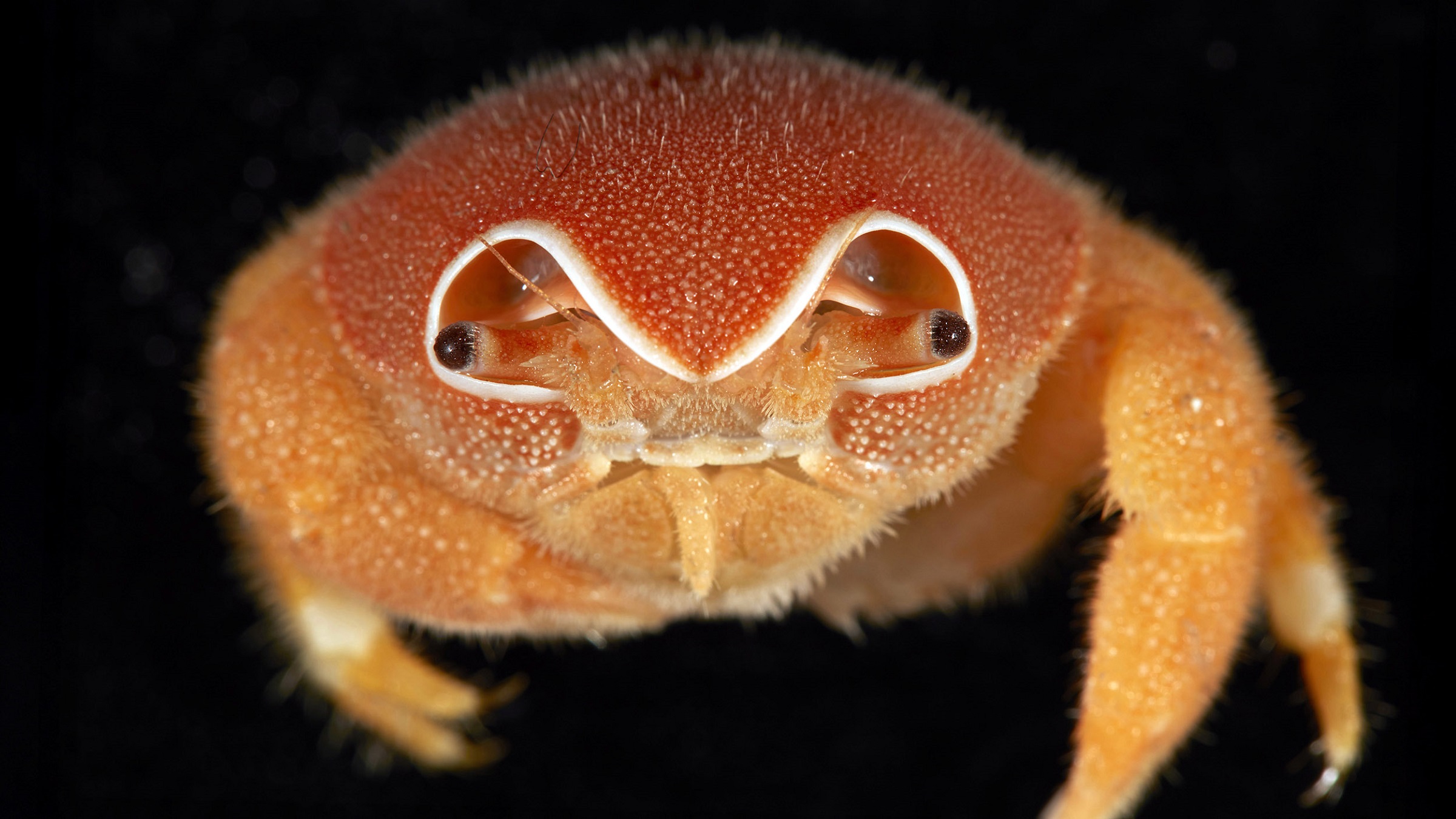 Sponge crab Sphaerodromia brizops discovered during the expedition