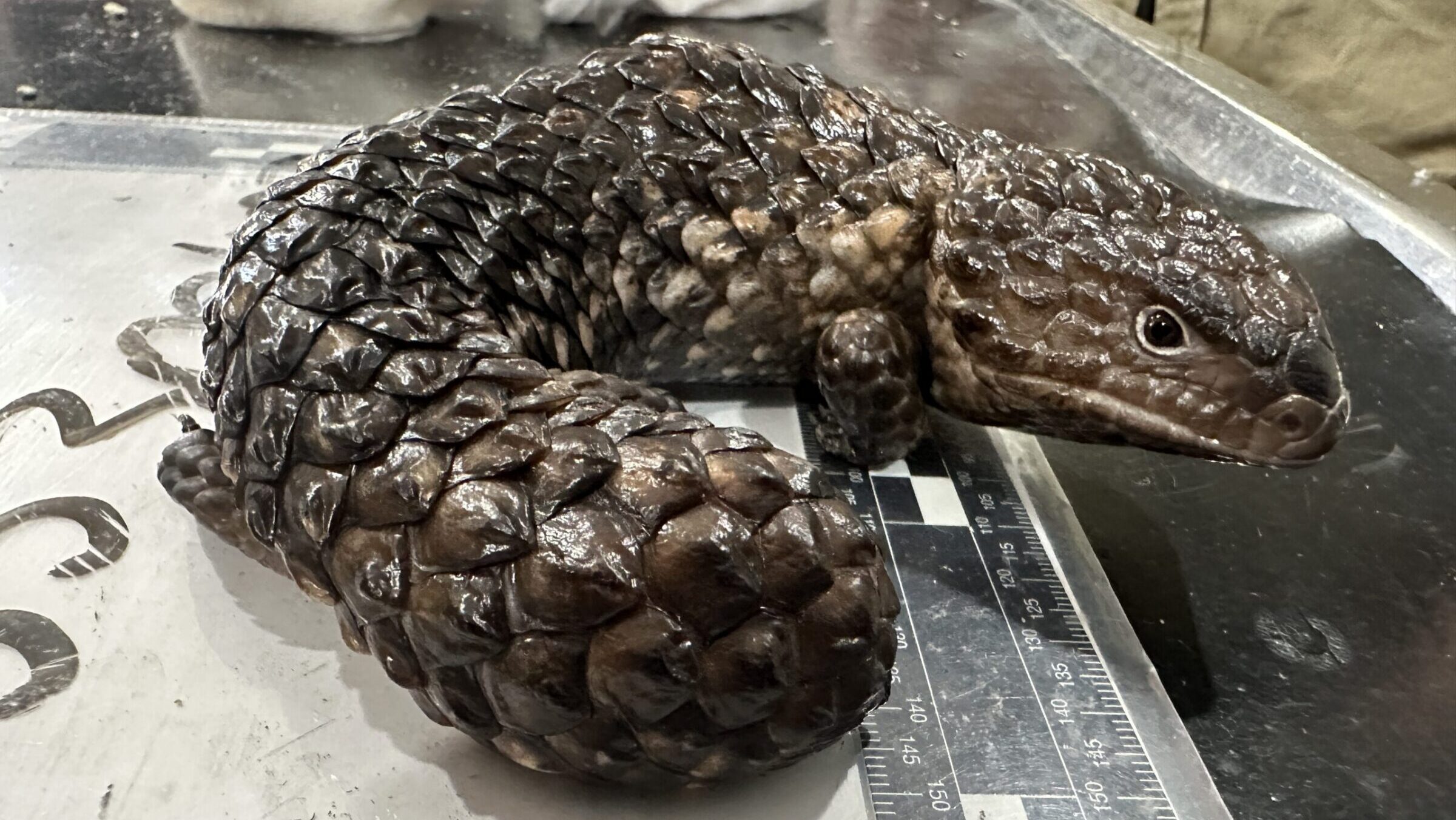 Shingleback lizard, a native Australian species targeted by smugglers