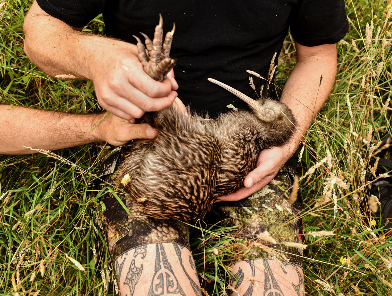 Kiwi return to Wellington