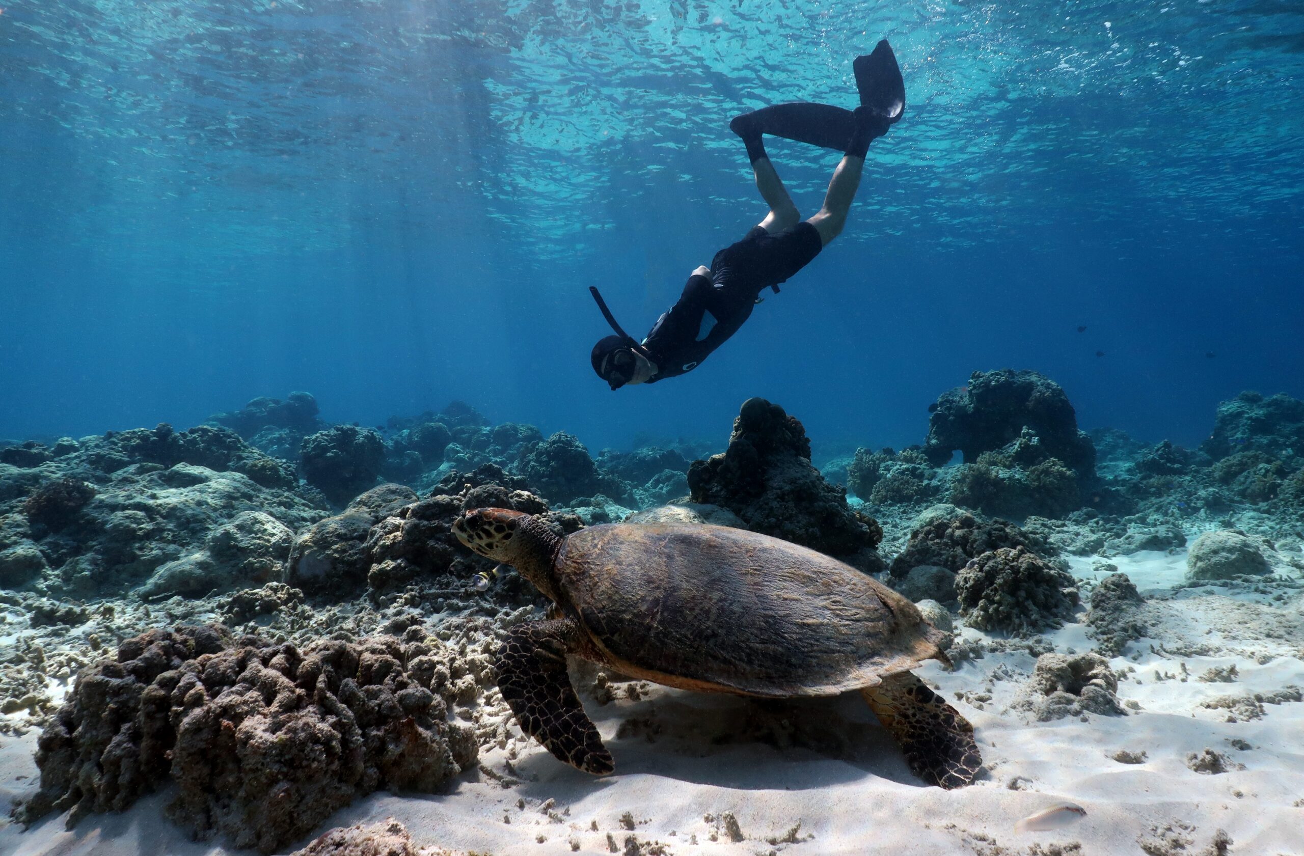 Coral reef scene from the Bali study reported by Mongabay
