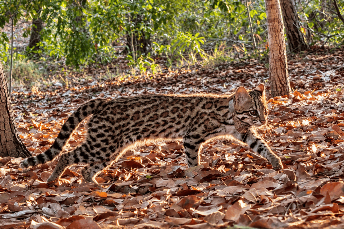 Tiger cat released with satellite collar at Mirador State Park