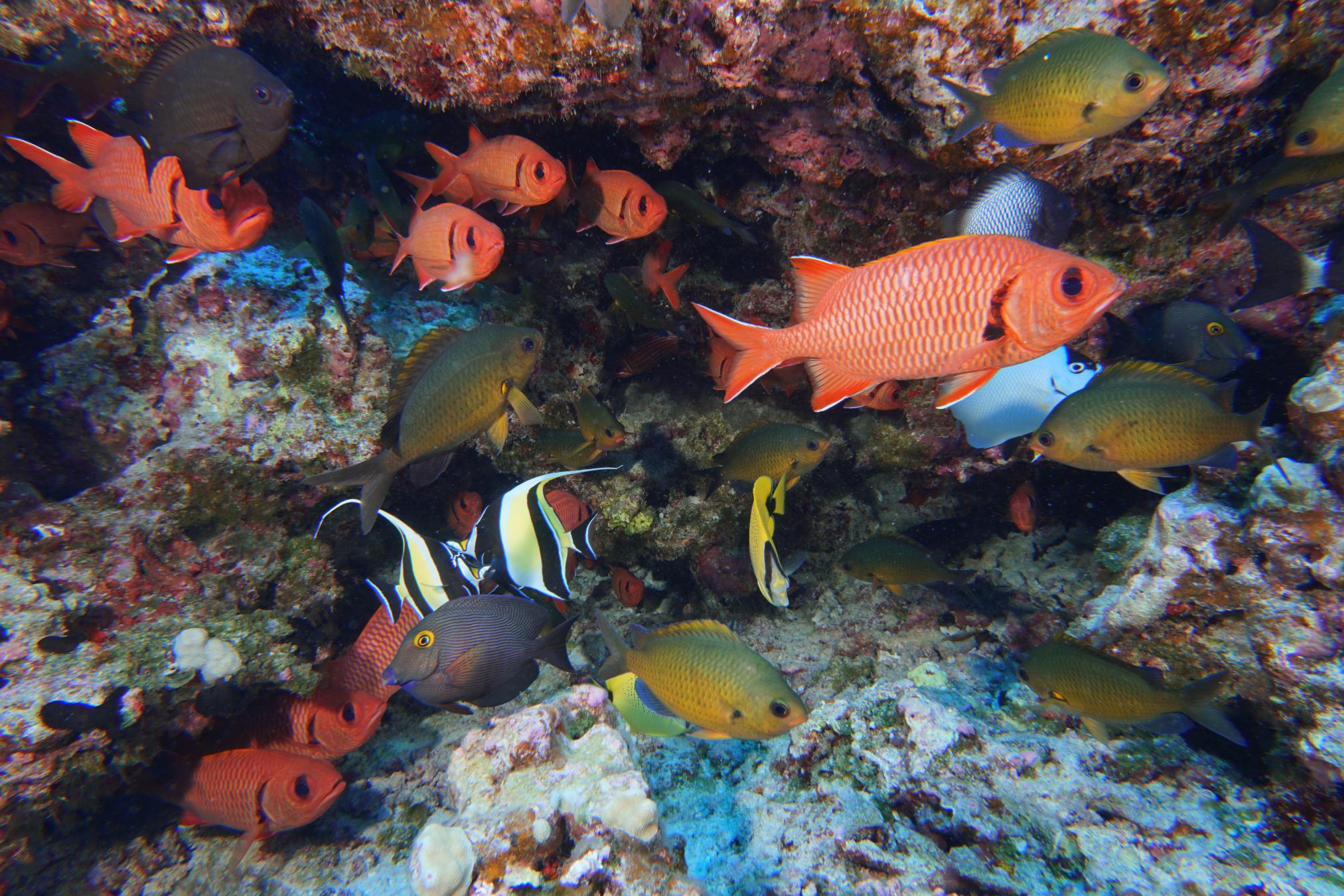 Damaged coral reef showing bleached and stressed coral structures