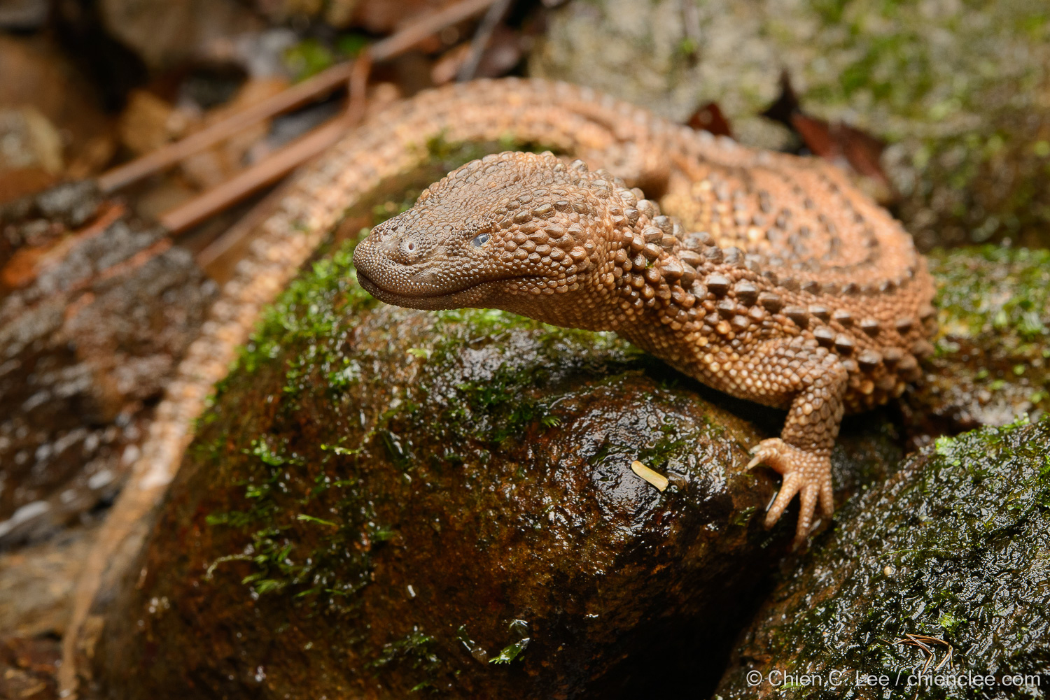 Earless monitor lizard—a species frequently smuggled through porous North American borders.