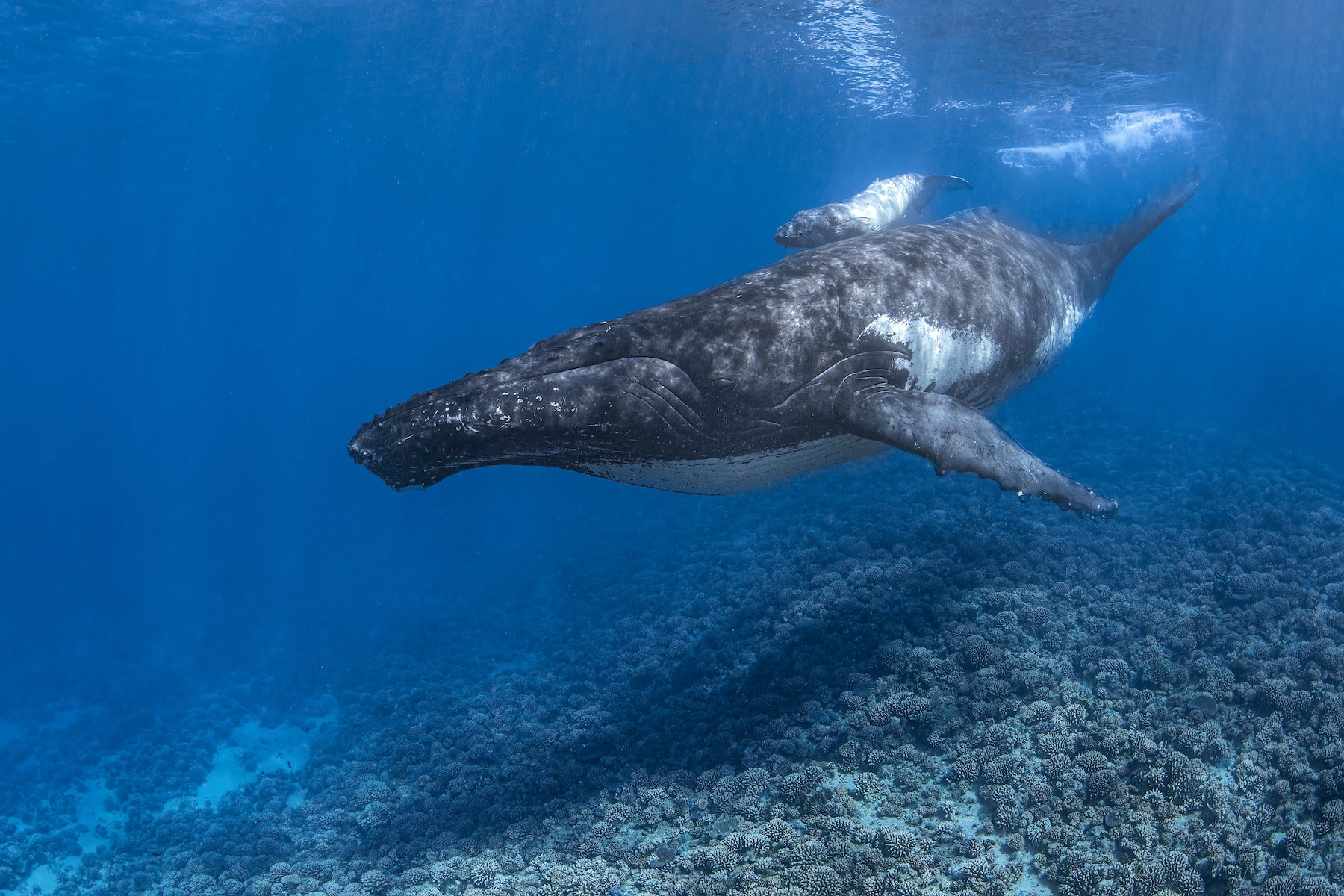Whale in ocean