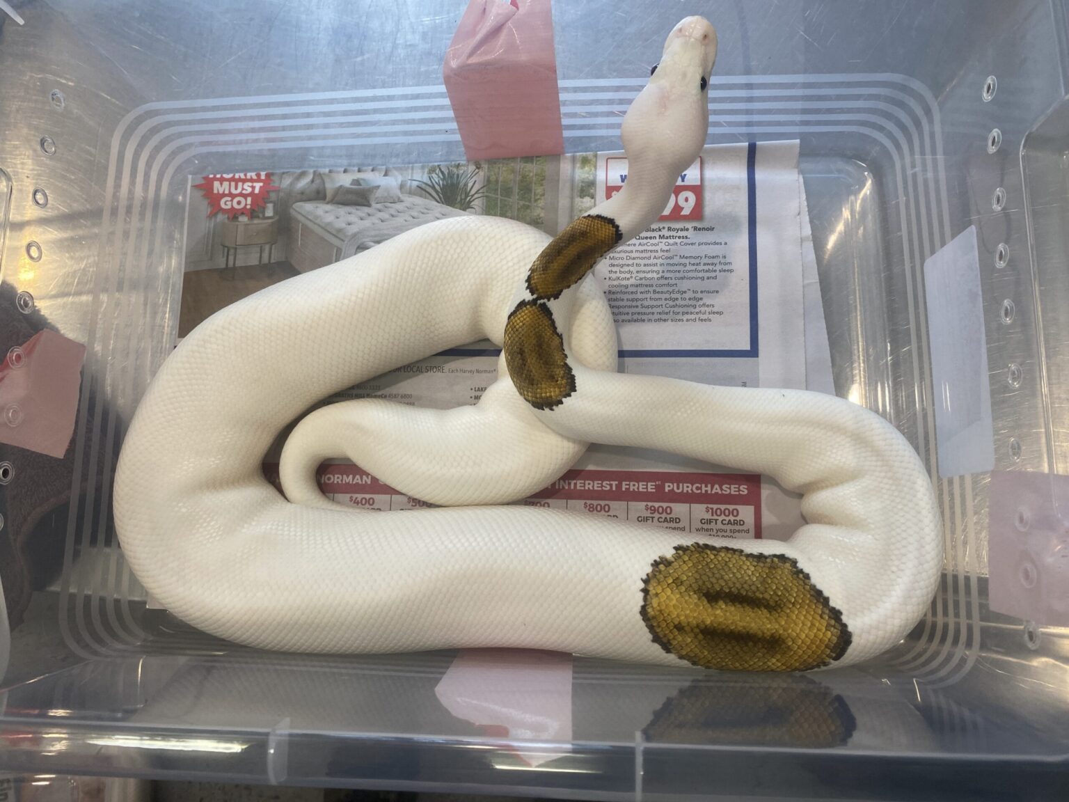 Ball python seized during Australian wildlife trafficking bust
