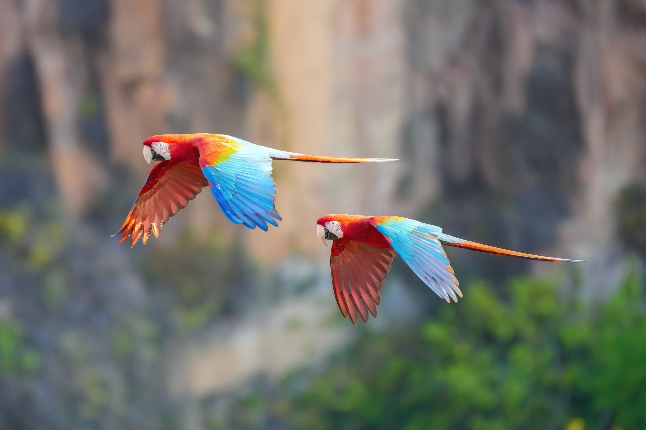 Red-and-green macaws, a common target for wildlife traffickers in Latin America