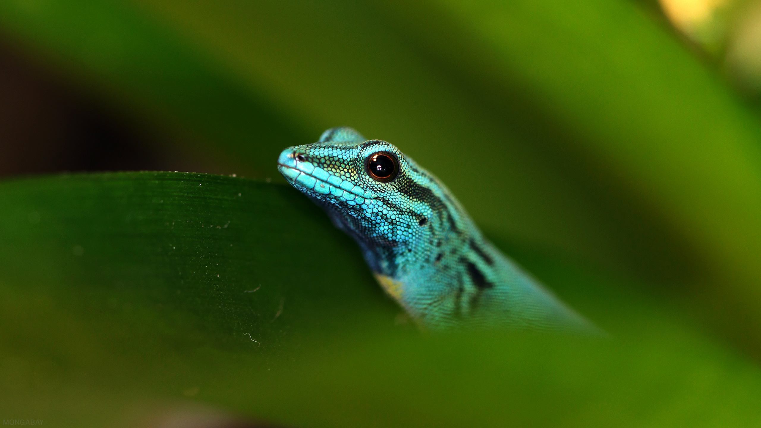 Conservation bringing species back