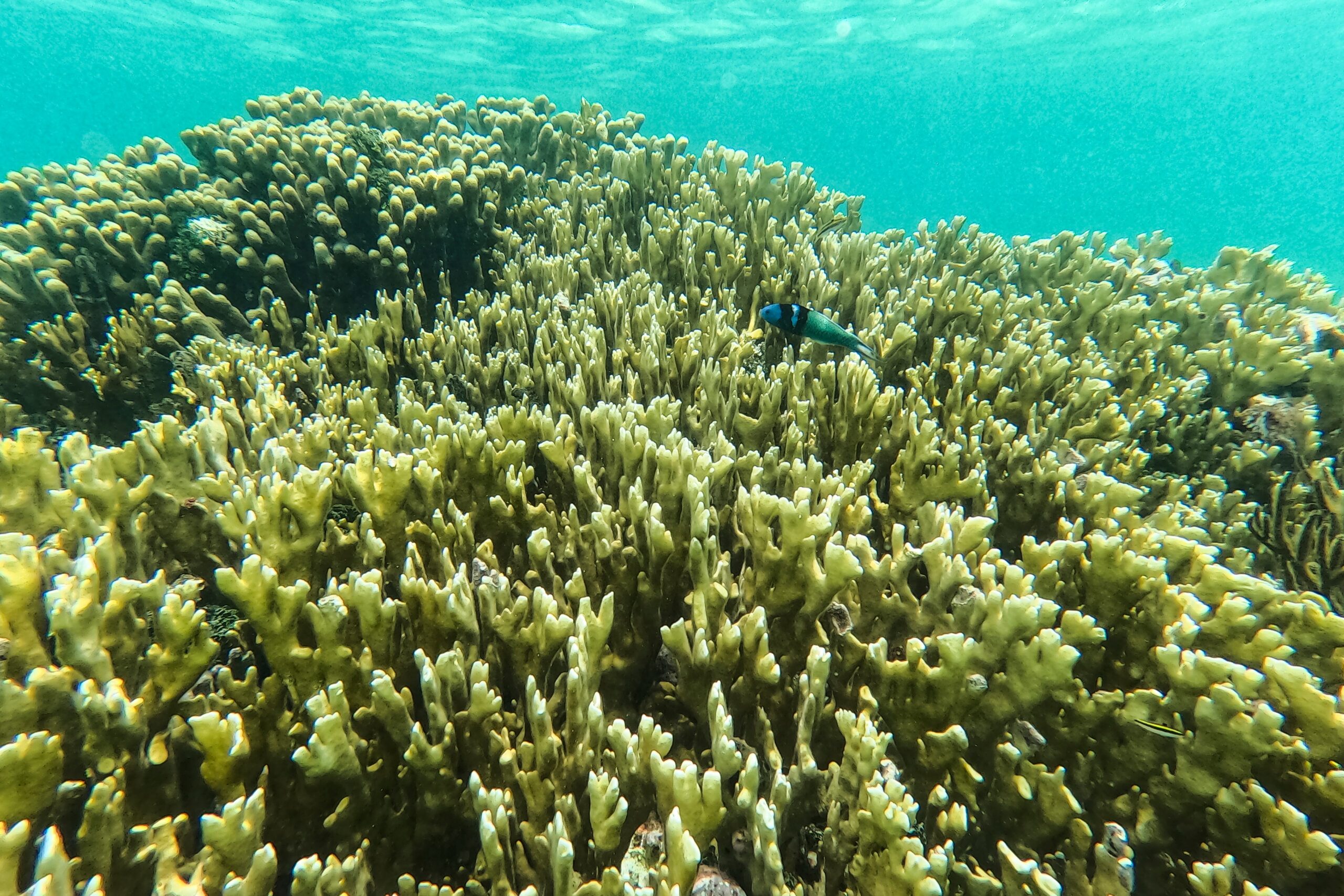 Coral reef bleaching impact