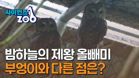 Eurasian Eagle-Owl