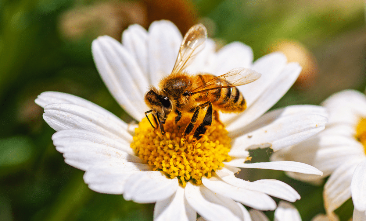 Bees counting study visual