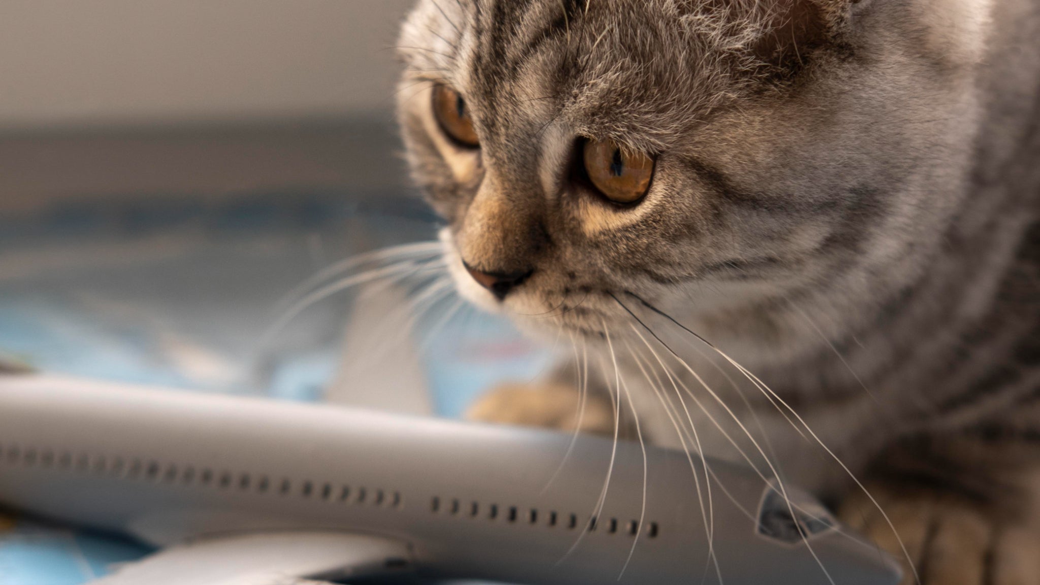 Illustration of pet in airplane cabin with traveler