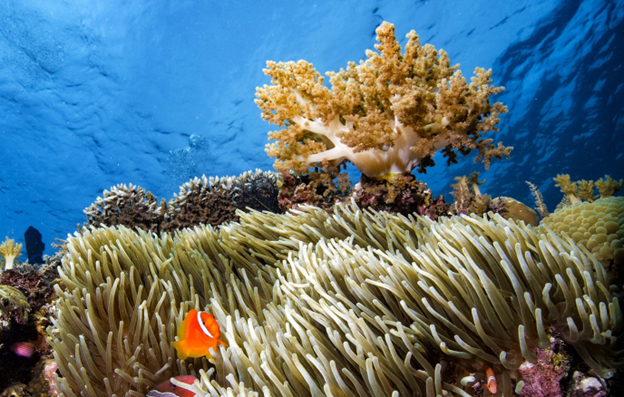 Coral reef off coast illustrating marine ecosystem conservation priorities