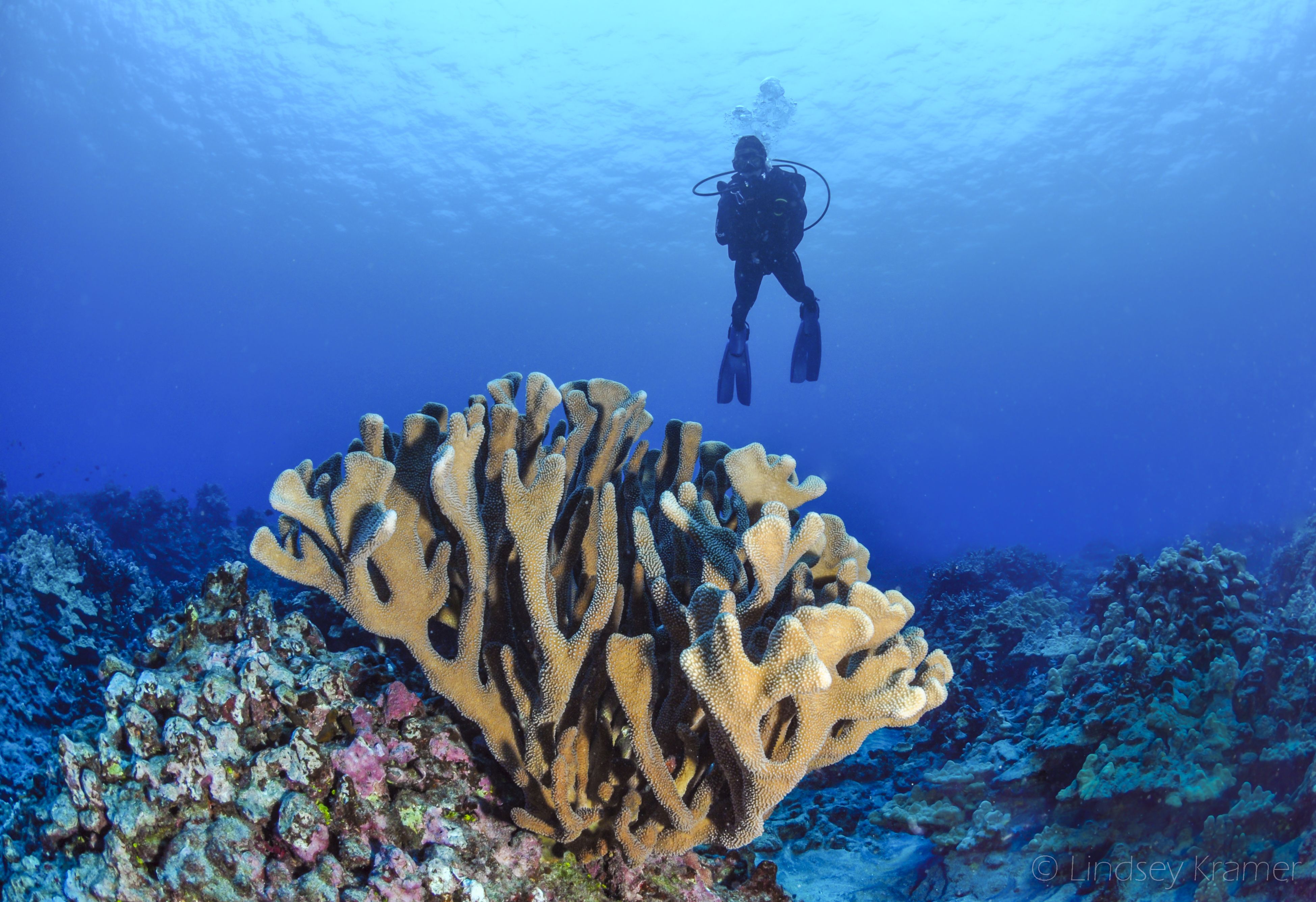 Coral reef ecosystem under stress
