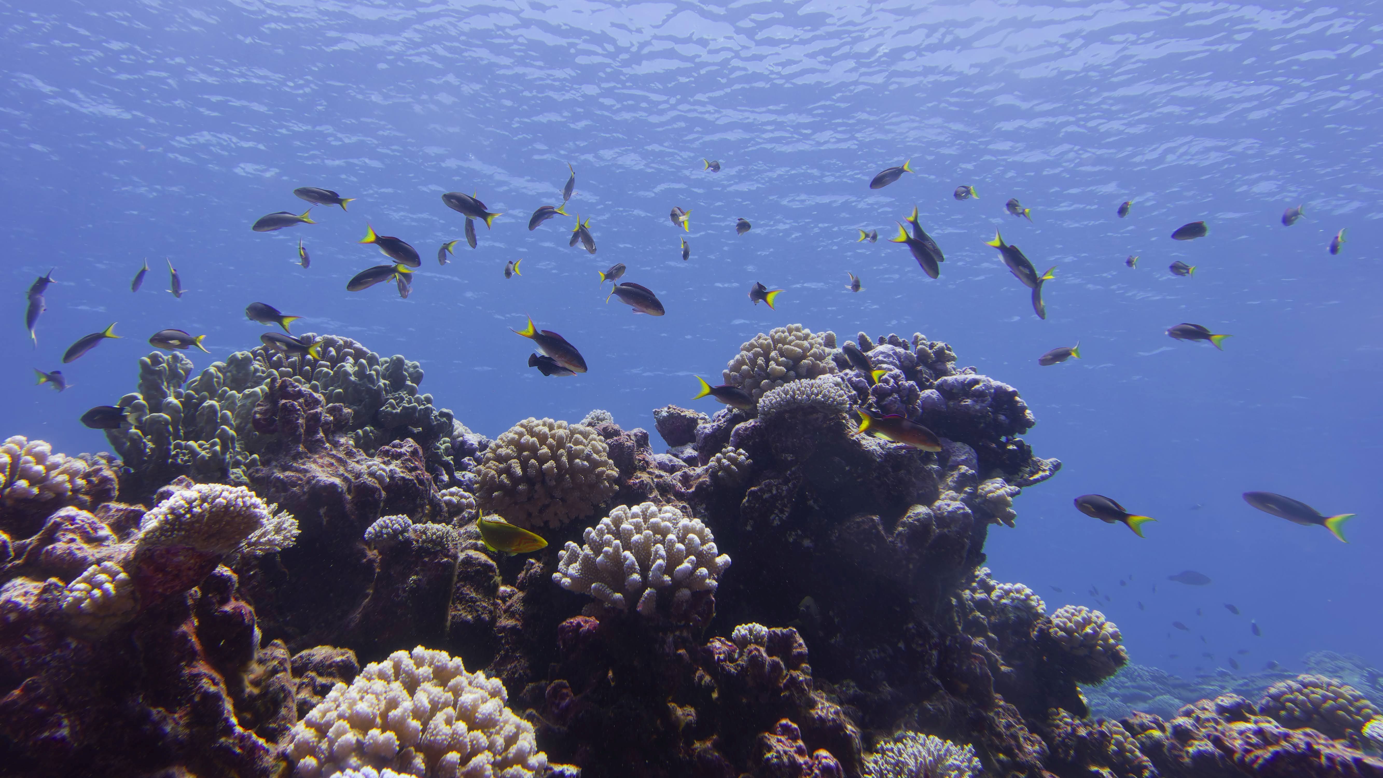 IUCN press release image showing coral ecosystem status