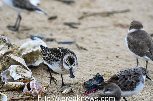 Spoon-billed Sandpiper observed in Gochang Tidal Flats