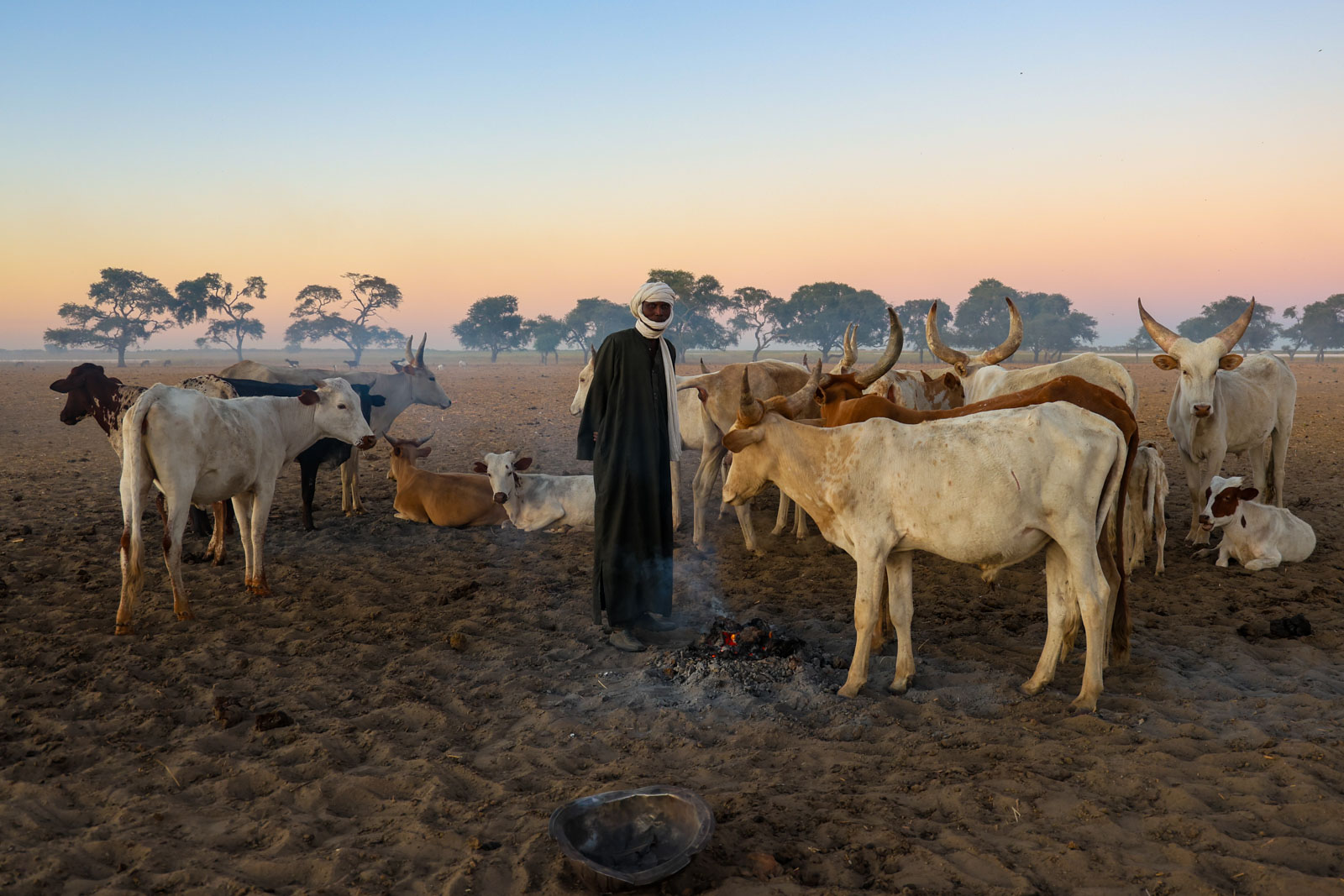 Buduma herders with Kuri cattle near Lake Chad shoreline