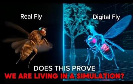 Fruit fly brain connectome visualization in simulation