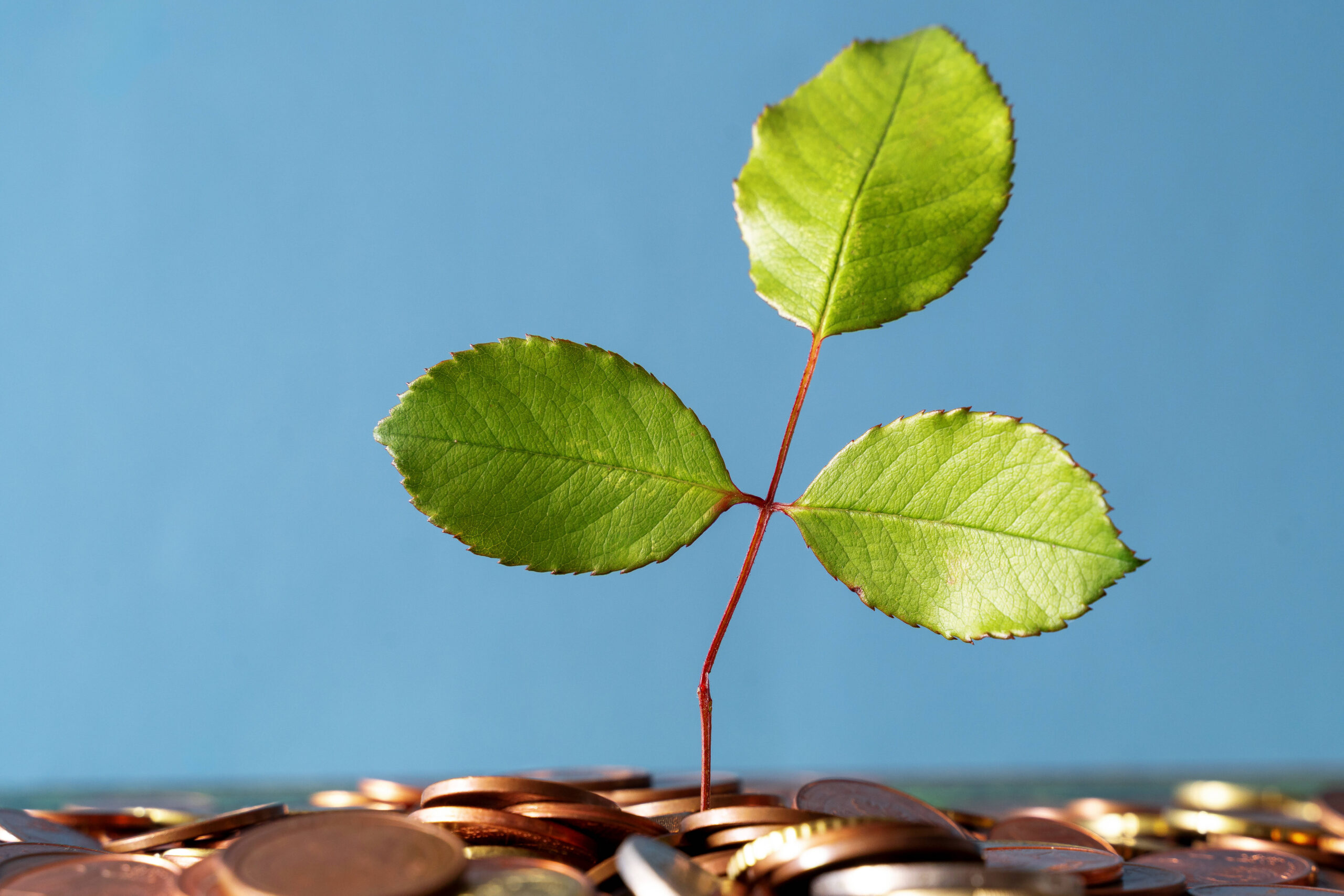 Green shoots representing sustainable finance growth