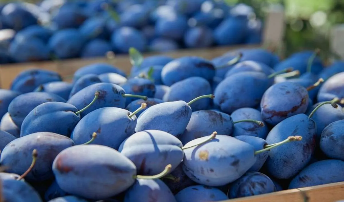 Plums in a Moldovan orchard