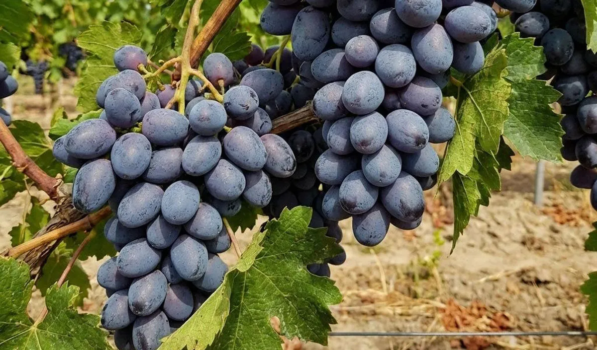Moldovan table grapes ready for export