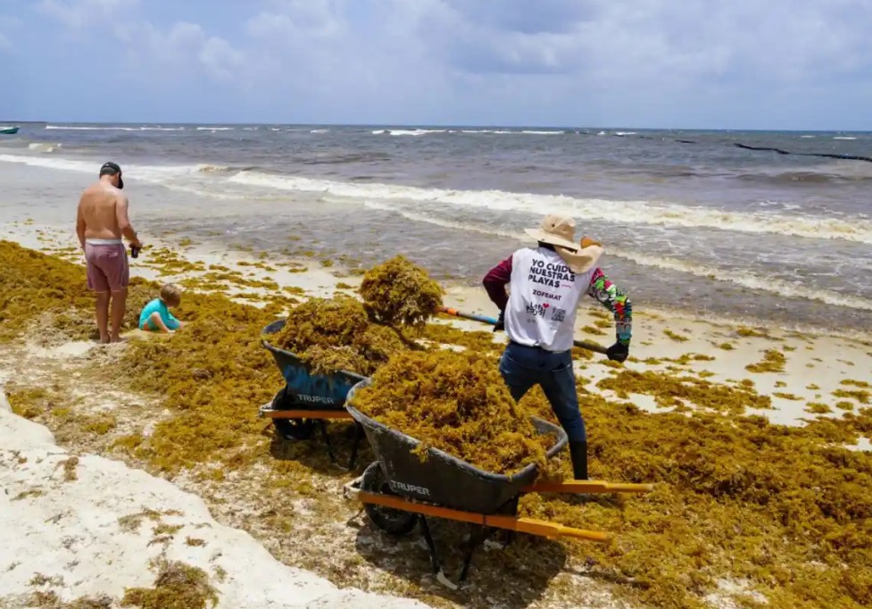 Sargassum accumulation on Quintana Roo beaches