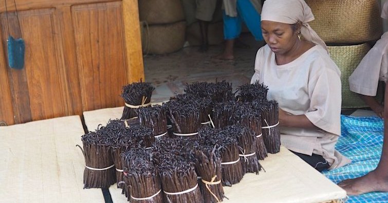 Vanilla pods drying in the Sava region