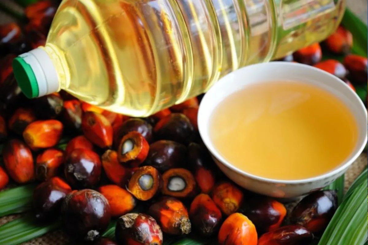 Indonesian palm oil plantation