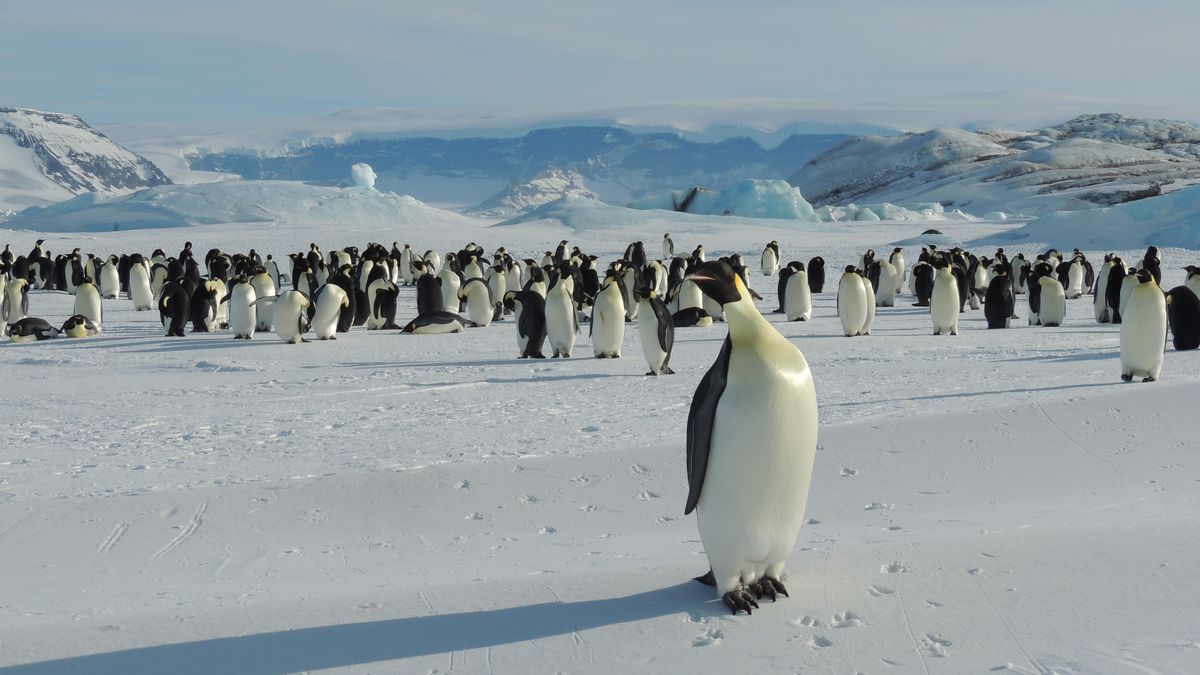 Emperor penguins in Antarctica