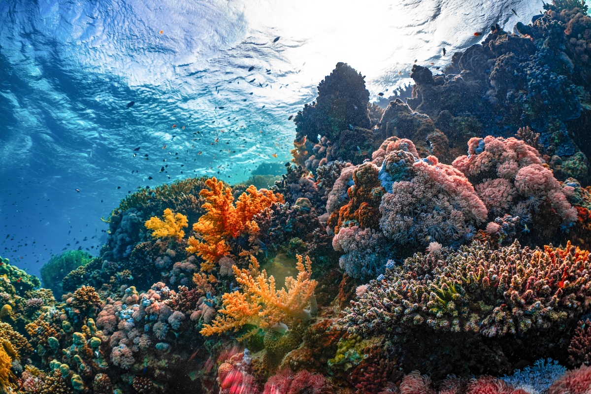 Coral reefs under threat from repeated marine heatwaves