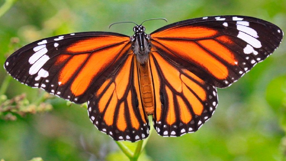 Monarch butterflies clustering in trees