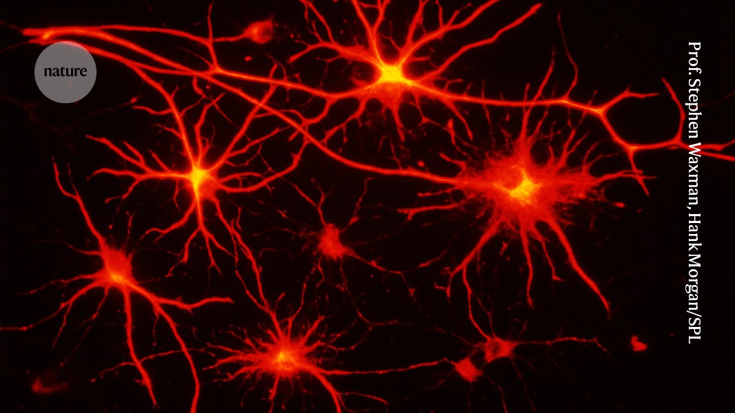 AI-mapped astrocyte webs connecting distant brain regions