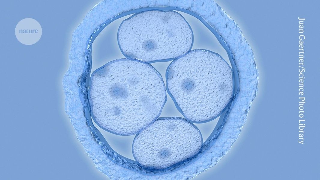 Gene-edited embryo research illustration