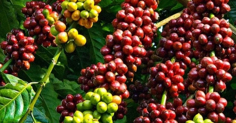 Farmgate coffee trading in Vietnam