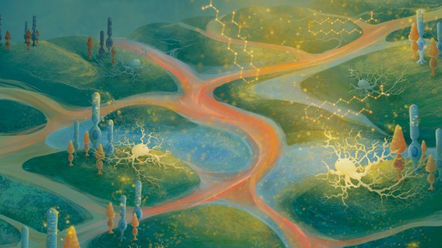 Nature Neuroscience cover image representing human brain research and three-dimensional neural models