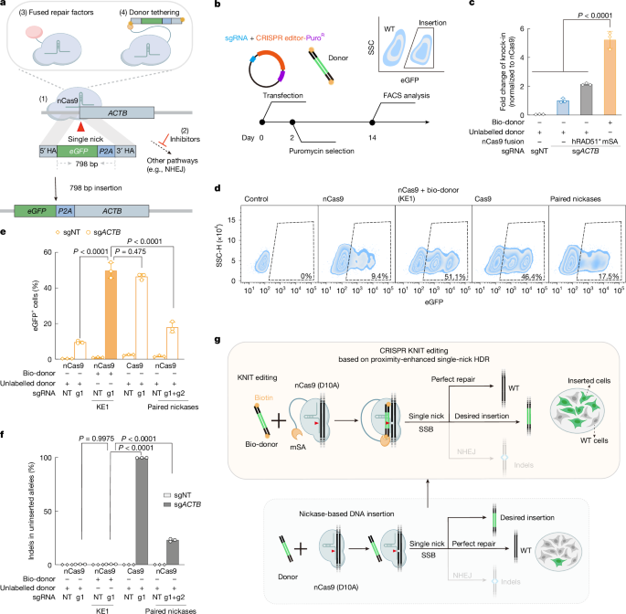 CRISPR gene editing laboratory workflow demonstrating DNA manipulation and precision gene therapy techniques