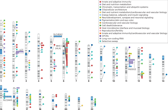 Visualization of ancient human genetic adaptation pathways