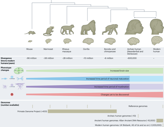 Nature Neuroscience genomic evolution of human brain - research overview