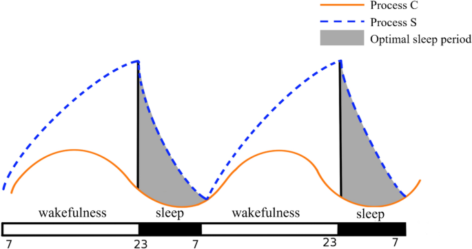 Sleep efficiency correlation with daily physical activity patterns