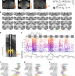 Microscopy image illustrating multi-region brain activity measurement