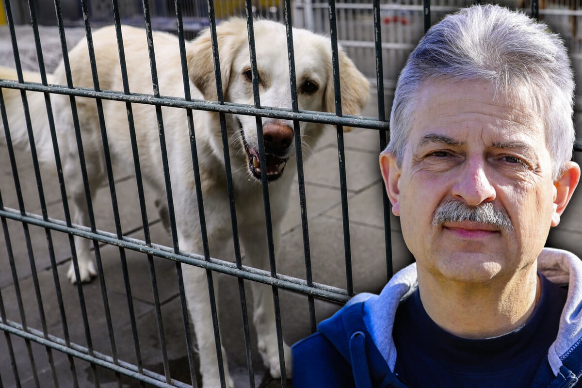 Saxon animal shelters are at capacity, partly due to pets from Ukrainian refugees.
