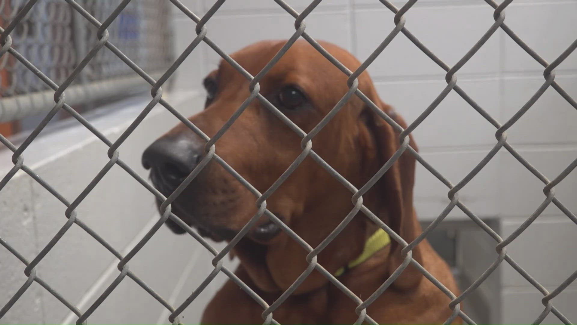 Dog kennels filling at a capacity-strained shelter