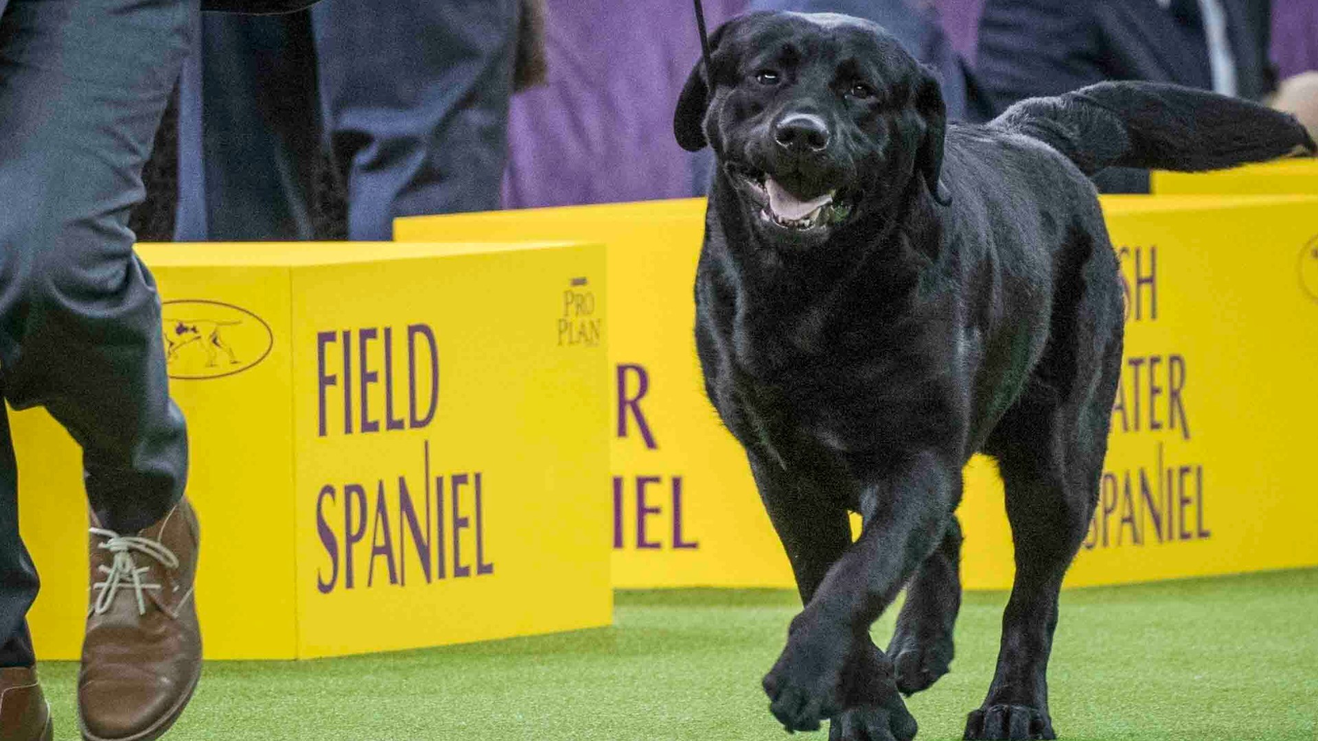 Dog breeds trending due to media