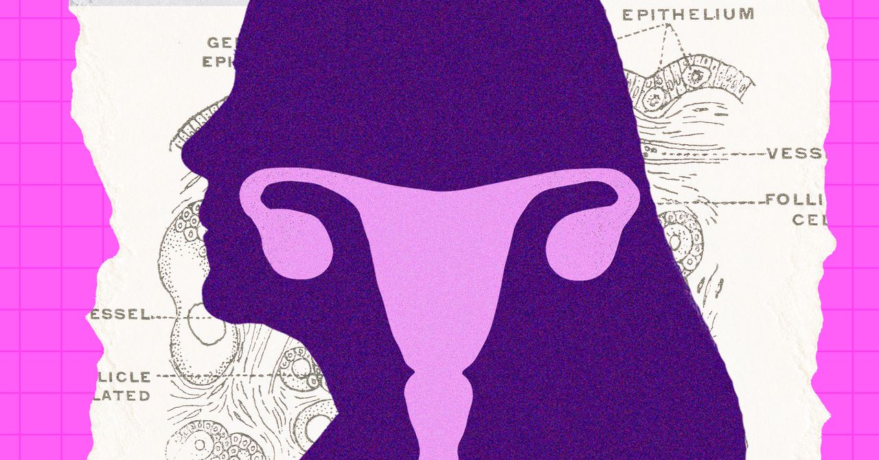 Illustration accompanying WIRED's story on ovarian activity after menopause